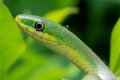 What Do Rough Green Snakes Eat?
